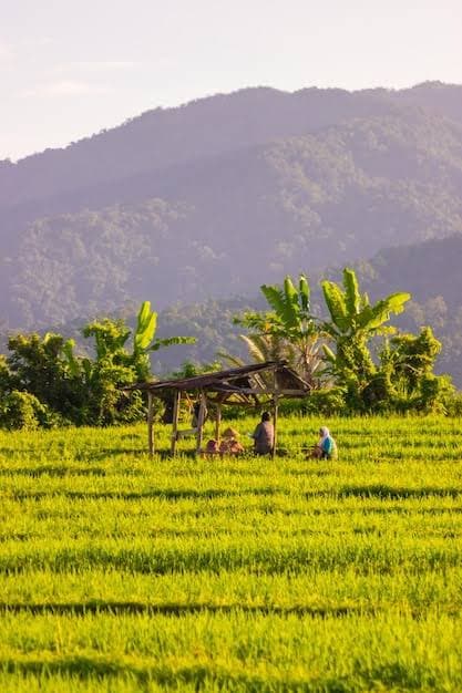 Farmers in a rice field